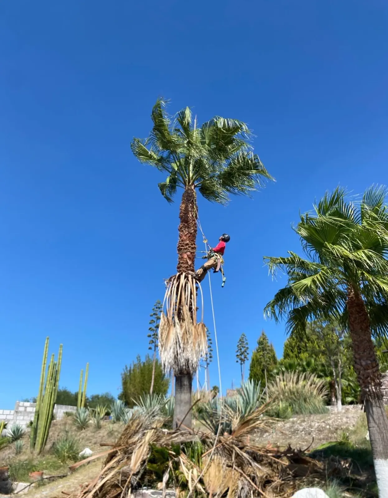 Trabajador podando una palmera con cuerda y arnés